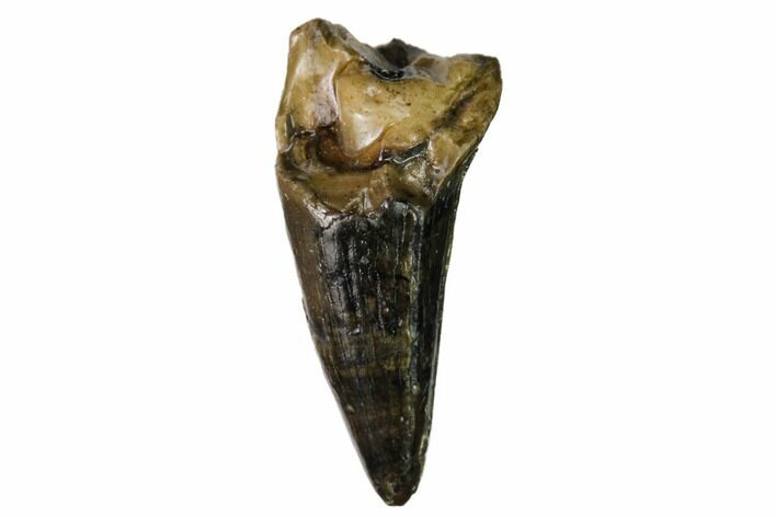 Fossil Crocodilian Tooth - Judith River Formation #164650